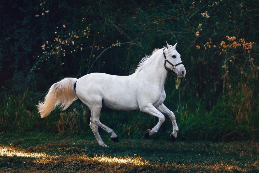 Oh Majestic Creature